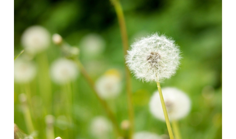 dandelion 715px