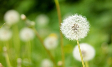 dandelion-385px