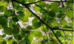 leafs-1366
