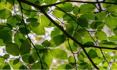 leafs-1366